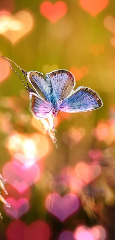 Blue butterfly with heart bokeh lights in a dreamy nature wallpaper.