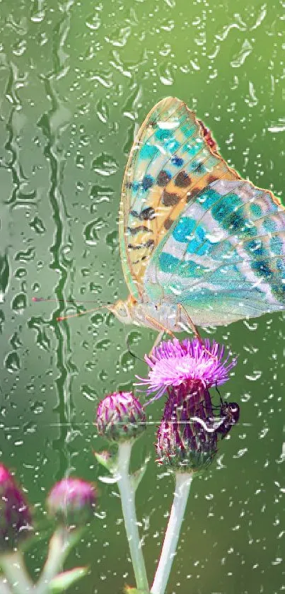 Butterfly resting on thistle in rain.