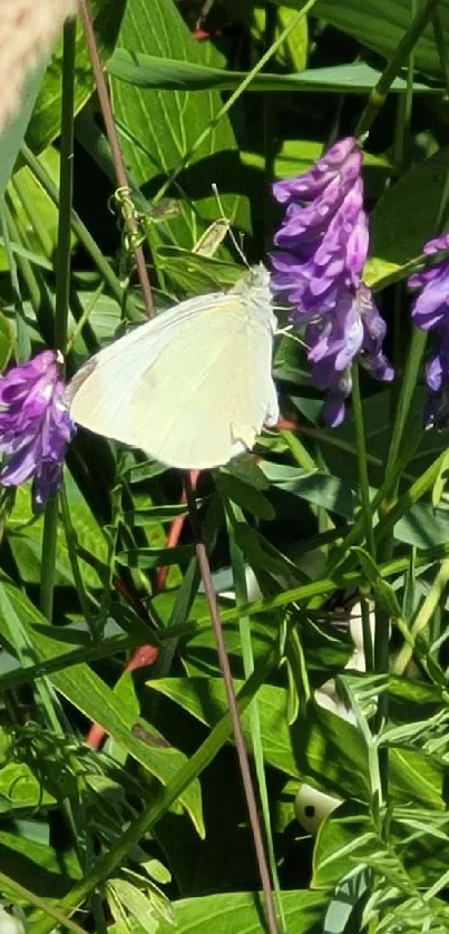 White butterfly amid vibrant purple flowers and lush green leaves.