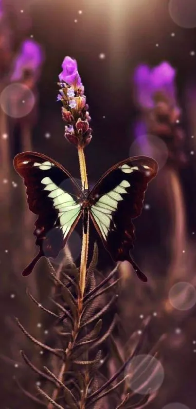 Butterfly resting on purple lavender with warm glowing light.