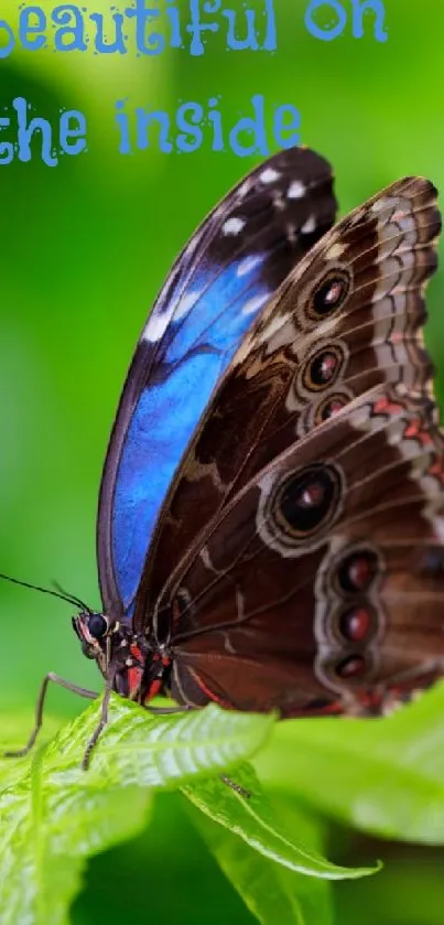 Butterfly with 'beautiful on the inside' quote on green leaves.