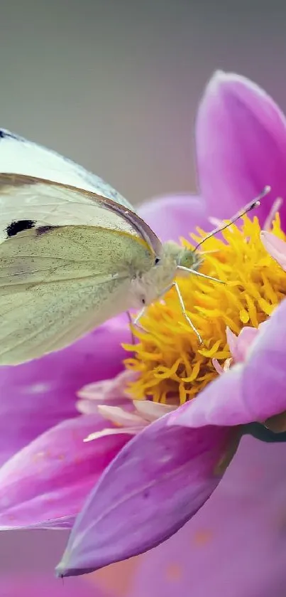 Butterfly resting on a purple flower for mobile wallpaper.