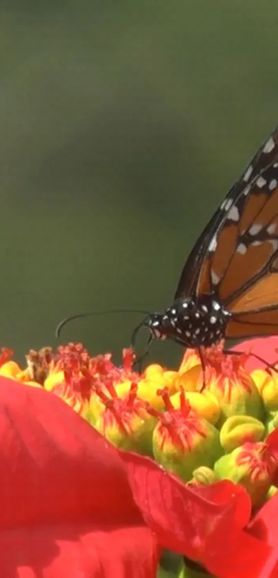 Butterfly perched on a vibrant red flower.