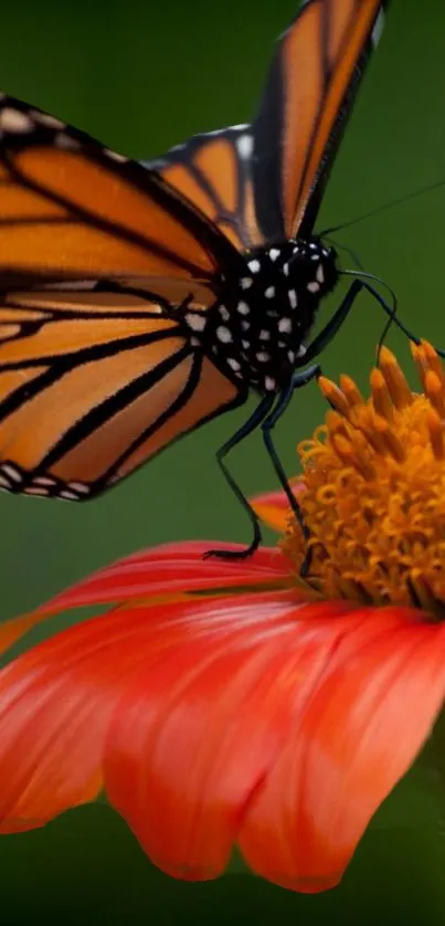 Butterfly perched on an orange flower with green background.