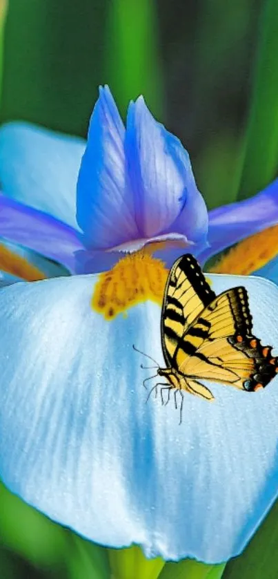 Yellow and black butterfly on vibrant blue iris flower.