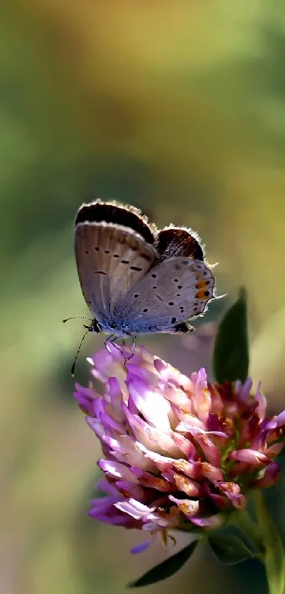 A butterfly rests on a vibrant flower captured in a serene mobile wallpaper.