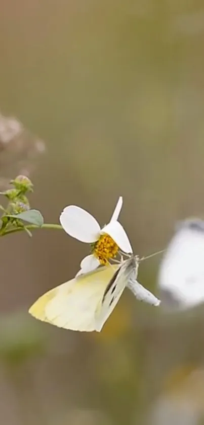 Yellow butterfly resting on a white flower in a serene natural setting.