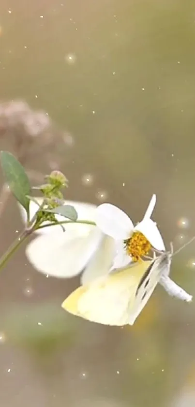 Beautiful butterfly on white flower with bokeh background.