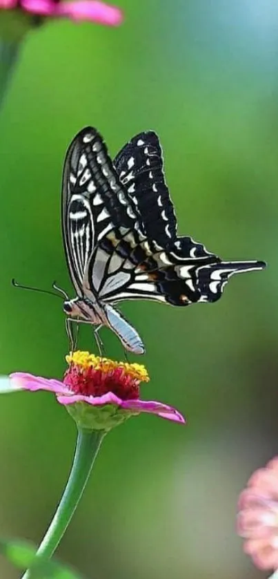 A butterfly rests on a vibrant flower against a lush green background in this mobile wallpaper.