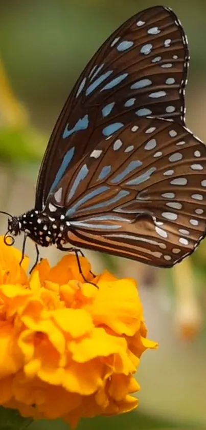 Butterfly resting on a bright marigold flower.