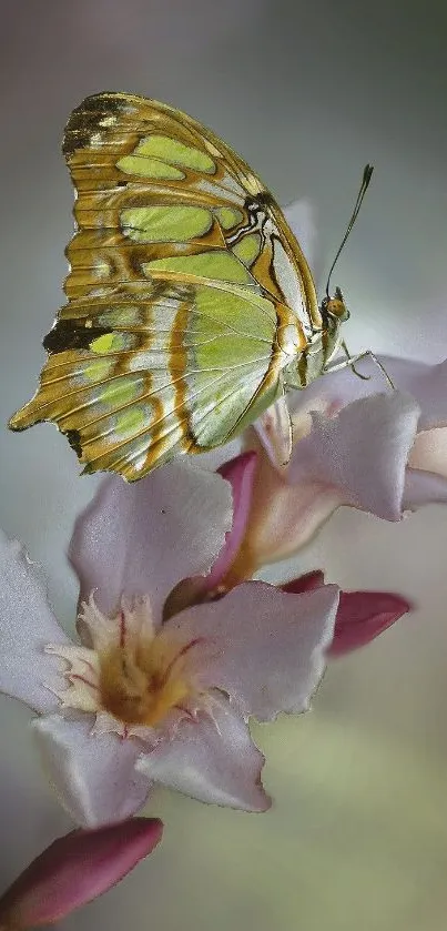 A vibrant butterfly rests on a blooming orchid, creating a serene nature scene.