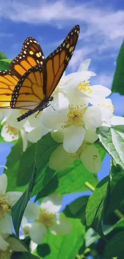 Colorful butterfly on white blossoms with green leaves and blue sky.