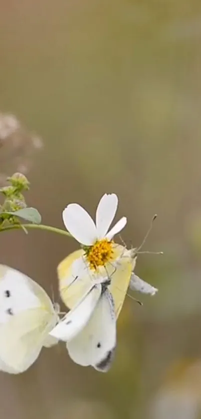 Butterfly resting on a white flower in a soft focus background.