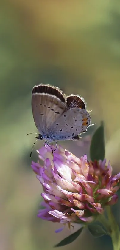 Butterfly resting on purple flower with green blurred background.