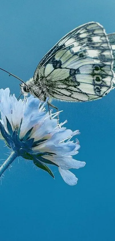 Butterfly perched on a blue flower with a serene sky background.