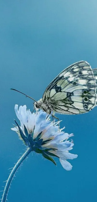 Butterfly resting on a blue flower against a soft blue background.