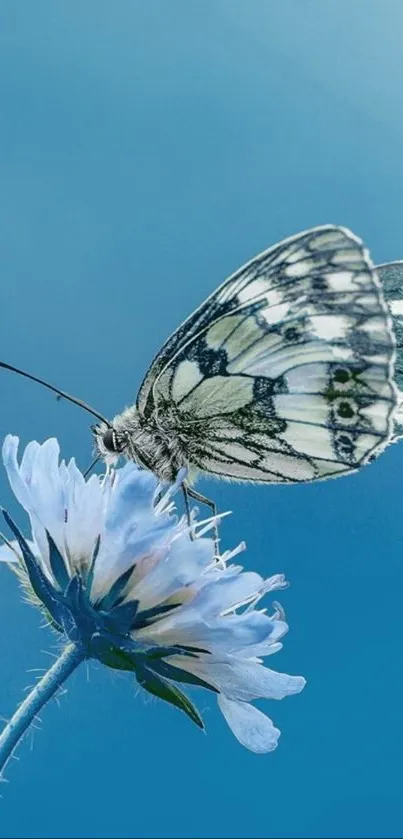 Butterfly resting on a blue flower with a calming backdrop.