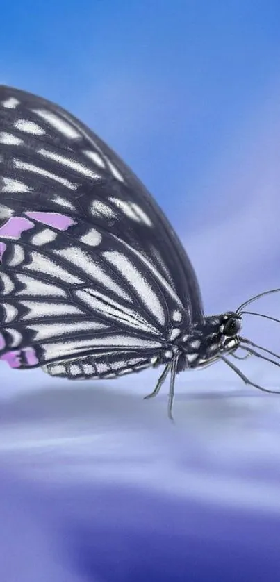 Black and white butterfly with purple accents on a blue background.