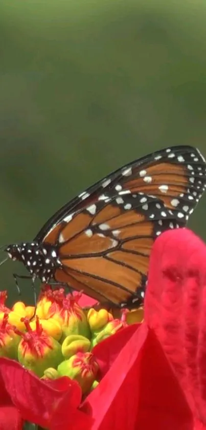 Orange butterfly on red flowers with blurred green background.