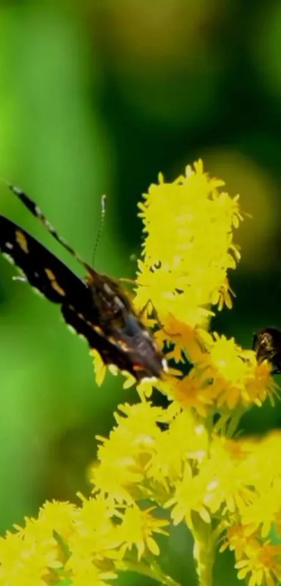 Butterfly delicately perched on yellow flowers with green backdrop.