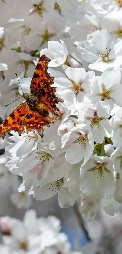 Butterfly resting on cherry blossom flowers in sunlight.