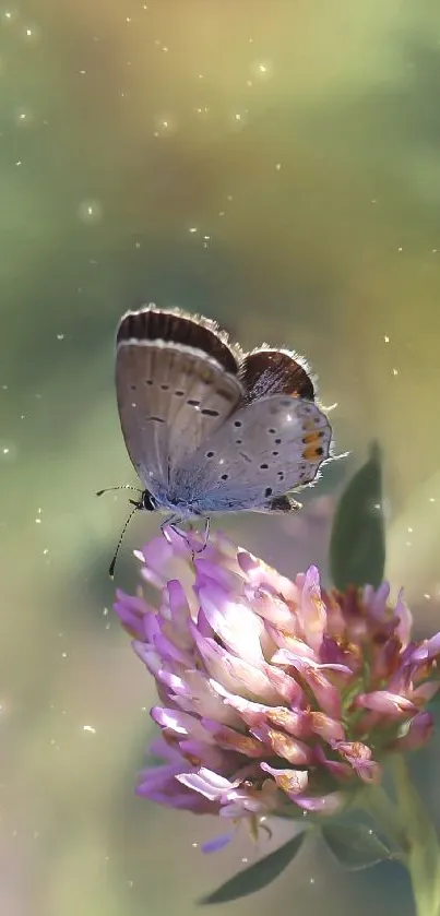 Butterfly on clover blossom with green background.