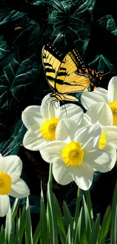 Vibrant butterfly rests on white daffodils with lush green leaves in the background.