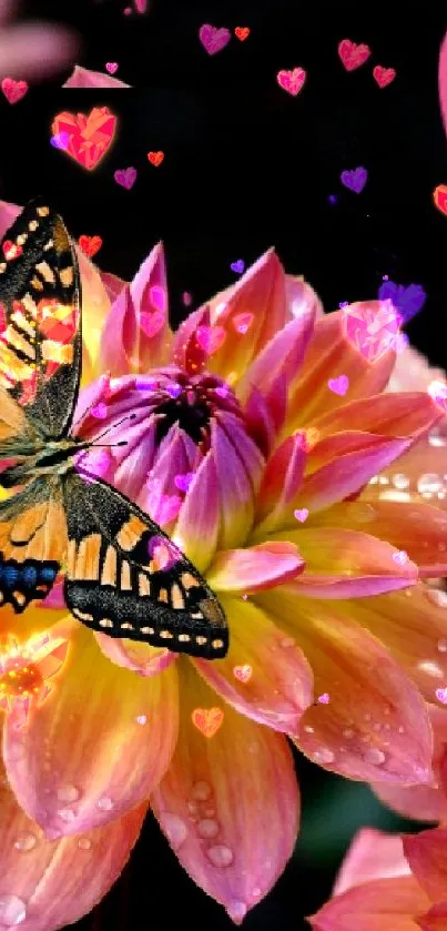 Butterfly on pink and orange dahlia flowers with heart accents.