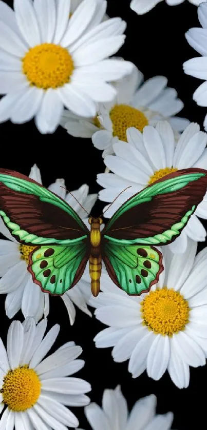 Vibrant butterfly on white daisies wallpaper.