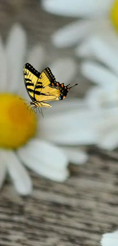 Yellow butterfly resting on a white daisy.