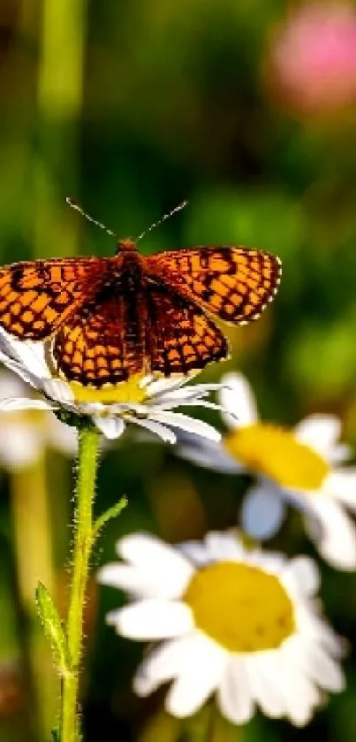 A vibrant butterfly resting on daisies with a green, natural background.