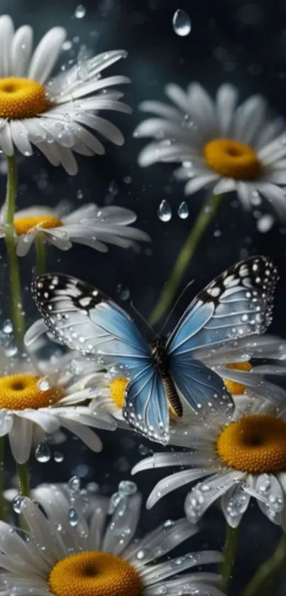 Blue butterfly resting on white daisies with raindrops.