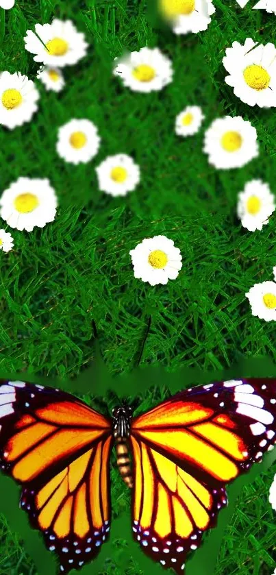 Vibrant butterfly on daisies with green grass background.