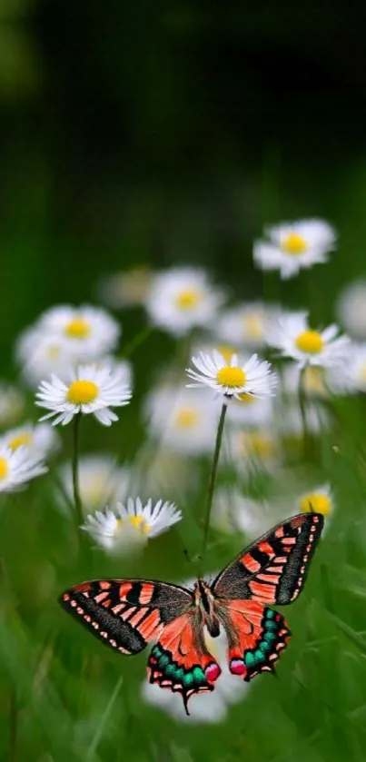 Colorful butterfly on daisies in a green field.