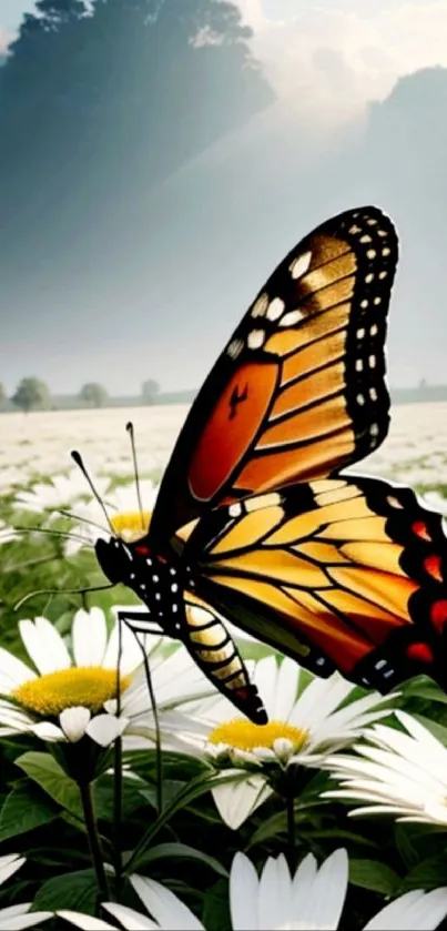 Vibrant butterfly resting on white daisies in a lush green meadow.