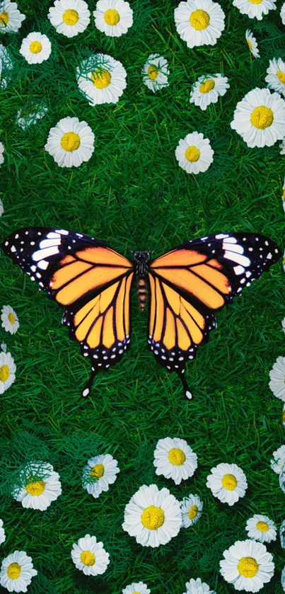 Vibrant phone wallpaper with butterfly on daisies.