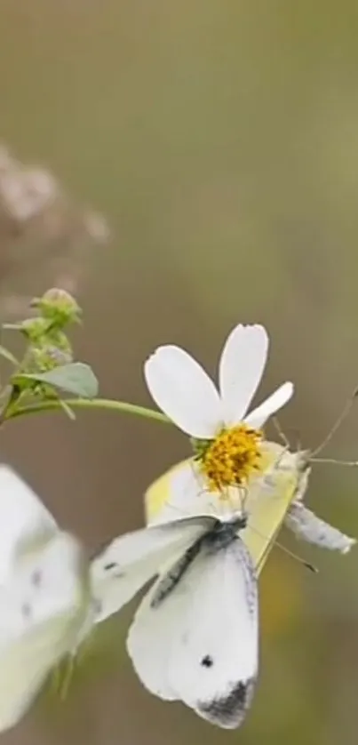 Butterfly resting on a white daisy flower.