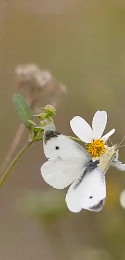 White butterfly resting on a daisy flower with soft background.