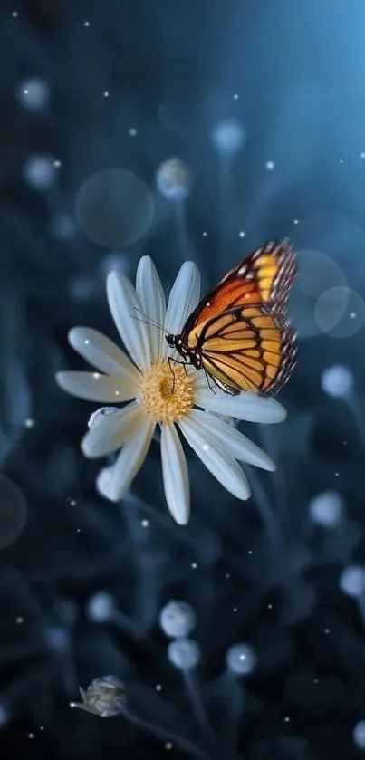 Orange butterfly on a daisy with dark blue background.