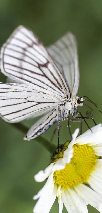 Delicate butterfly on a white daisy flower with a green blurred background.