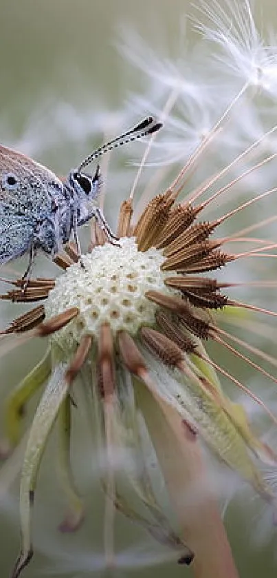 Butterfly resting on a dandelion with a blurred green background.