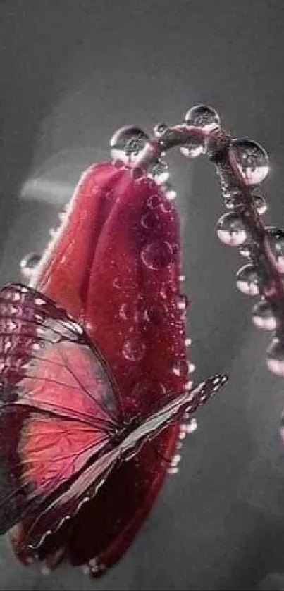 Butterfly resting on a dewy pink flower with water droplets in soft focus.