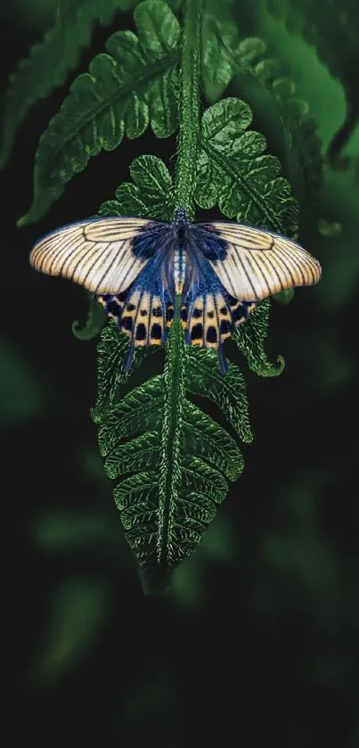 Vibrant butterfly on a dark green fern leaf, nature wallpaper.