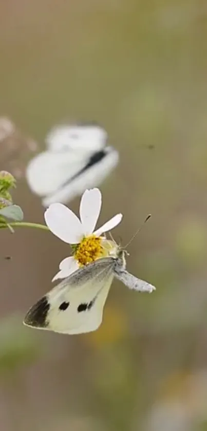 Butterfly on a white flower in nature, perfect for mobile wallpaper.