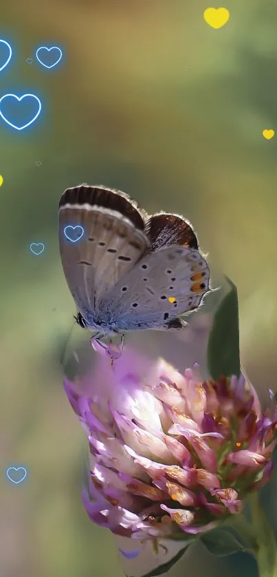 Butterfly on a flower amidst glowing hearts.