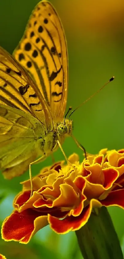 Butterfly resting on a yellow and orange marigold flower with a green background.