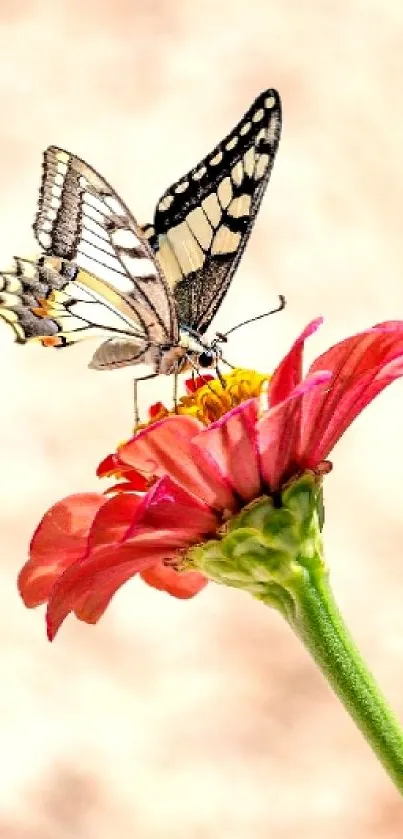 A butterfly rests gently on a vibrant pink flower in a serene nature wallpaper.