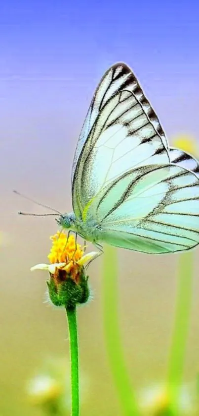 Butterfly on yellow flower with a vibrant blue and green background.