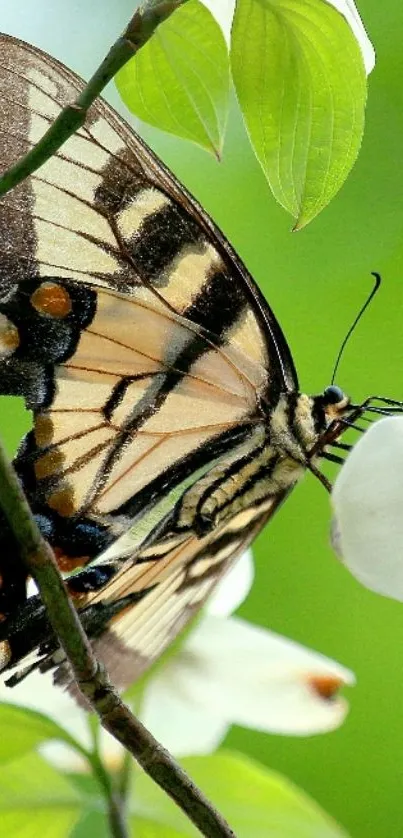 Colorful butterfly perched on white flowers with green background.