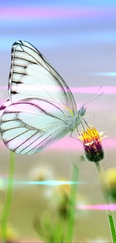 A white butterfly on a flower with pastel backgrounds.